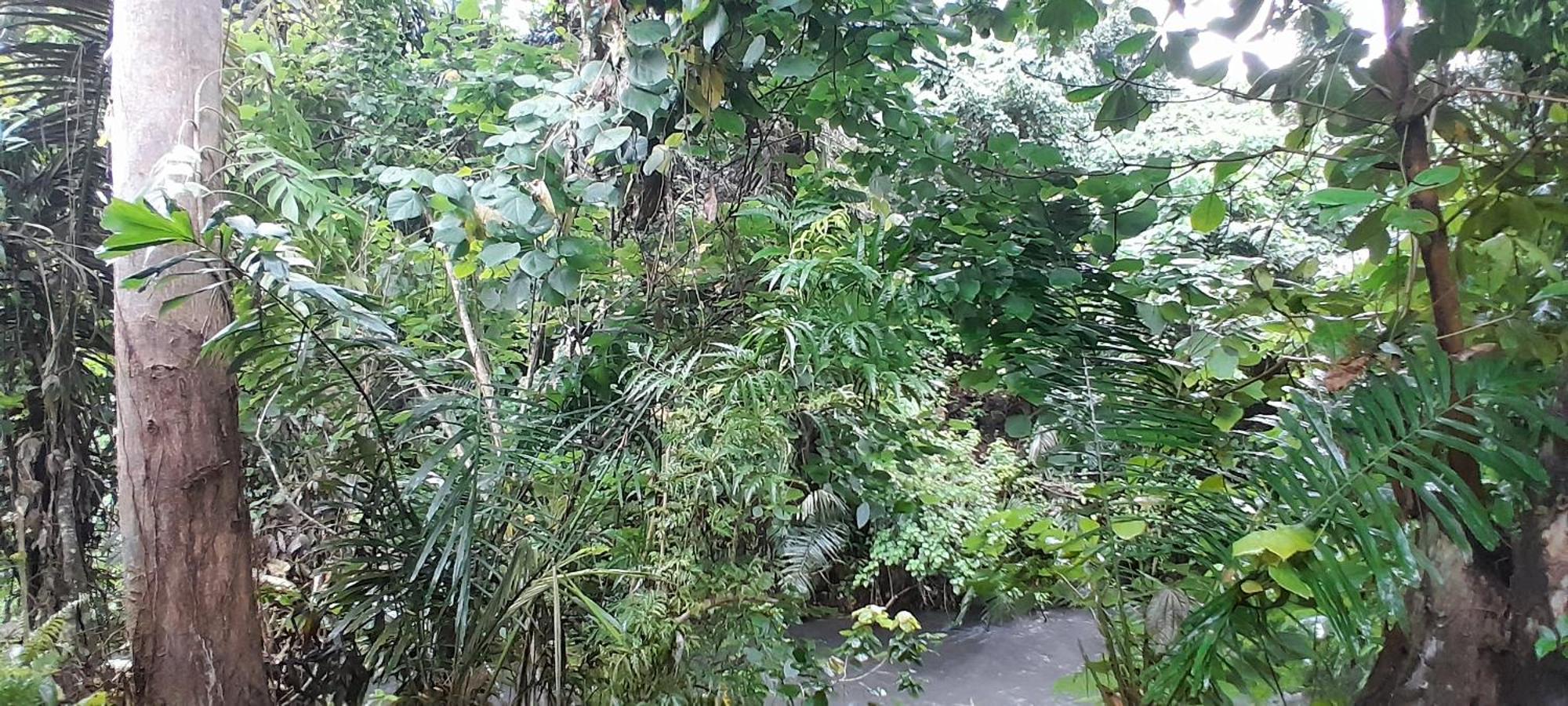 Renny'S Tangkoko Safety Stop Bitung Eksteriør bilde