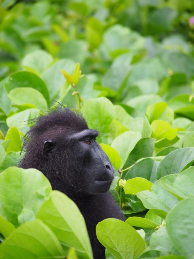 Renny'S Tangkoko Safety Stop Bitung Eksteriør bilde