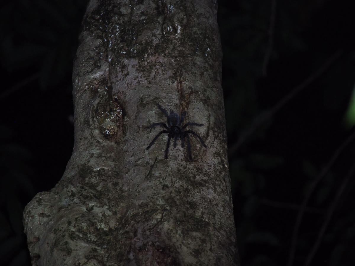 Renny'S Tangkoko Safety Stop Bitung Eksteriør bilde